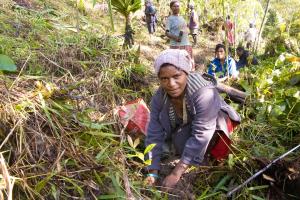Jiwaka Province, Papua New Guinea | Tree planting in Kumbam village in Jimi Area | Alex Fanaso/WCS | IMG_3187
