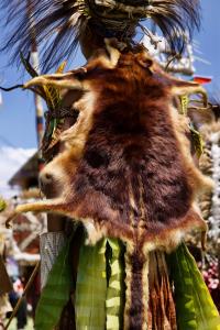 Eastern Highlands Province, Papua New Guinea | A tree kangaroo fur worn as as bilas ornament for singsing | Elodie Van Lierde | PNG_Elodie_VanLierde00050