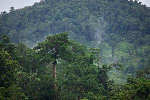 Jiwaka Province, Papua New Guinea | Forest of  Kwiop, Jimi Area | Elodie Van Lierde | PNG_Elodie_VanLierde00144