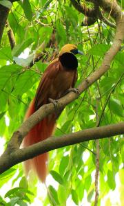 Jiwaka Province, Papua New Guinea | Raggiana Bird of Paradise | Elodie Van Lierde | PNG_Elodie_VanLierde00206