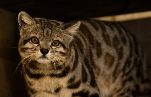 La Paz | Andean Cat | Rob Wallace | Jacobo 3 - Rob Wallace-WCS-0314.jpg