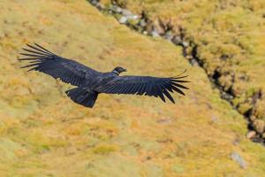 Madidi National Park | Andean Condor | Rob Wallace | Photo 12. Vultur gryphus-Rob Wallace-WCS-2780.jpg