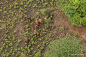  | Herds of savanna buffalo across the Bamingui-Bangoran National Park. | Photo © Antonio Bóveda/WCS. | ©PH01_Faune_Buffalo