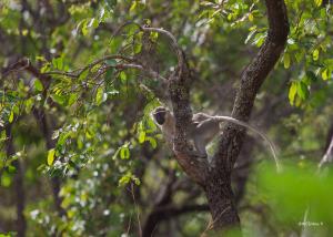  | WCS. Vervet monkey (Chlorocebus tantalus) commonly observed in the CAR Northeast Protected Areas Complex. | Photo © Ana Yi/WCS. | ©PH03_Faune_Vervet