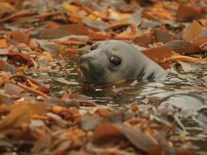 Argentina, Blue Patagonia | Juvenile southern elephant seal (Mirounga leonina) | Valeria Falabella / WCS | Juvenile southern elephant seal (Valeria Falabella)