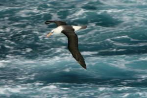 Argentina, Blue Patagonia | Black-browed Albatross (Thalassarche melanophrys) | Valeria Falabella / WCS | Black-browed Albatross (Valeria Falabella)