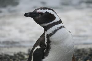 Argentina, Blue Patagonia | Magallanic penguin (Spheniscus magellanicus) | Guillermo Harris / WCS | Magallanic penguin (Guillermo Harris)