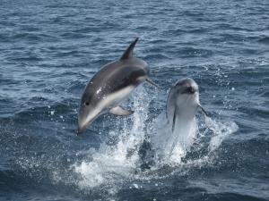 Argentina, Blue Patagonia | Dusky Dolphin (Lagenorhynchus obscurus) | Eugenia Zavattieri | Dusky Dolphin (Eugenia Zavattieri)