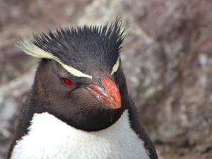Argentina, Blue Patagonia | Southern Rockhopper Penguin (Eudyptes chrysocome)  | Eugenia Zavattieri | Southern Rockhopper Penguin (Eugenia Zavattieri)