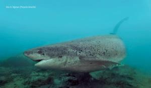 Argentina, Blue Patagonia | Broadnose Sevengill Shark (Notorynchus cepedianus) | Alejo Irigoyen - Proyecto Arrecife | Broadnose Sevengill Shark (A Irigoyen - Proyecto Arrecife)