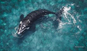 Argentina, Blue Patagonia | Southern right whale (Eubalaena australis) | Matías Arenas | Southern right whale (Matías Arenas)
