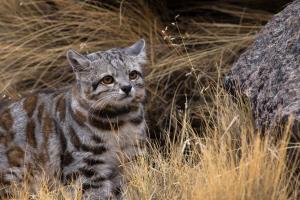 Argentina, Patagonian Steppe | Andean cat (Leopardus jacobita) at Patagonian Steppe | Juan Reppucci / Andean Cat Alliance | Andean Cat (Juan Reppucci - AGA)