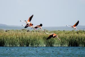Argentina, Laguna Llancanelo, Malargüe, Mendoza province | Flamingos (Phoenicopterus) at Laguna Llancanelo, Mendoza | Antonella Panebianco | Laguna Llancanelo (Antonella Panebianco)