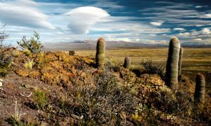 Argentina, La Payunia Natural Reserve, Mendoza province | Landscape at La Payunia Natural Reserve, Mendoza | Antonella Panebianco | La Payunia Landscape (Antonella Panebianco)
