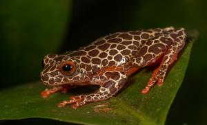 Bolivia | Rana arlequín (Dendropsophus arndti) | Robert Wallace/WCS | Dendropsophus arndti-Robert Wallace-WCS.jpg