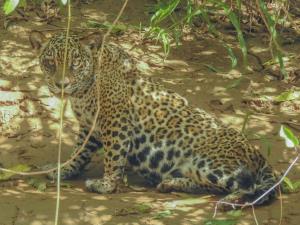 Bolivia | Jaguar (Panthera onca) | Guido Ayala/WCS | Jaguar Guido Ayala-WCS-3321.jpg