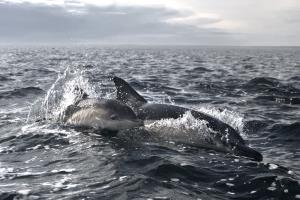 Península Valdés, Argentina | Common Dolphins (Delphinus delphis) | Mailén Palma | Bottlenose dolphin (Mailen Palma).jpg