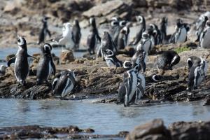 Bahía Bustamante, Argentina | Magellanic penguis (Spheniscus magellanicus)  | Guillermo Harris / WCS | Magellanic penguins Bahia Bustamante (Guillermo Harris).jpg