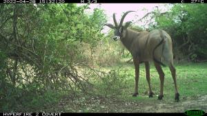 Central African Republic | Roan antilope | WCS CAR program | PH002_Bamingui_Hippotrague.JPG