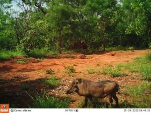 Central African Republic | Common Warthog | 5/9/2022 | PH010_Foh_Phacochere.JPG