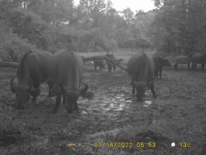 Central African Republic | African buffalo  | WCS CAR program | PH018_MG-Kombala_Buffle.JPG