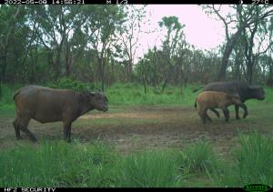 Central African Republic | African buffalo  | WCS CAR program | PH021_Idongo-Ngassa_Buffle.JPG