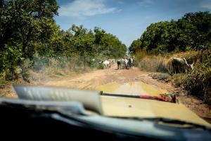 Central African Republic | Cattle crossing the northern CAR national route  | WCS/DiRoma | PH026_Northern route_DiRoma_transhumance.jpg