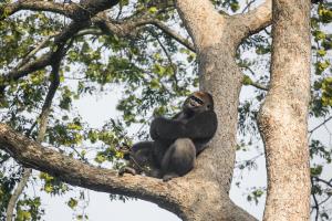 Congo - Nouabalé Ndoki National Park | Wildlife | September 2021 | WCS Congo - copyright Scott Ramsay www.scottramsay.africa-3214