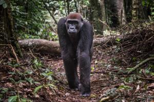 Congo - Nouabalé Ndoki National Park | Wildlife | Scott Ramsay | WCS Congo - copyright Scott Ramsay - www.scottramsay.africa-3899