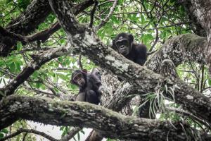 Congo - Nouabalé Ndoki National Park | Wildlife | Scott Ramsay | WCS Congo - copyright Scott Ramsay www.scottramsay.africa-3040
