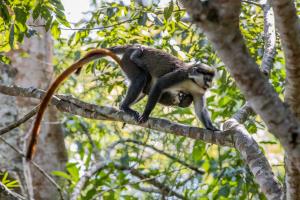 DRC | monkey | FAO/T. NICOLON | 20201206 WCS FAO NICOLON-7