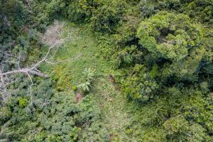 DRC | forest | FAO/T. NICOLON | 20201209 WCS FAO NICOLON-7