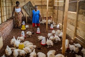 DRC | farmers | FAO/T. NICOLON | 20201211 WCS FAO NICOLON-2