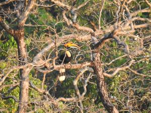 India | Great Indian hornbill | Vinayaka SG | Buceros bicornis - Great Indian Hornbill - Vulnerable