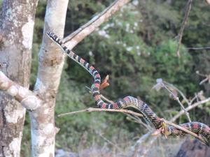India | Malabar gliding Snake | Vinayaka SG | Chrysopelea ornata - Malabar gliding Snake
