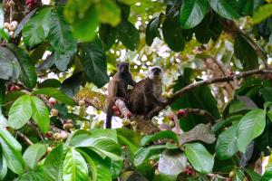 Madagascar, MaMaBay landscape | Brown lemur in Masoala National Park | Andrew Kirkby | 10. WCS Andrew Kirkby brown lemur