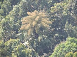 India | Talipot palm | Vinayaka SG | Corypha umbraculiphera - Talipot palm - Shreetaale
