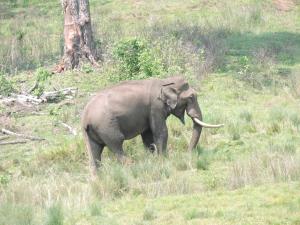 India | Asian elephant | Vinayaka SG | Elephas maximus - Asiatic Elephant - Endangered