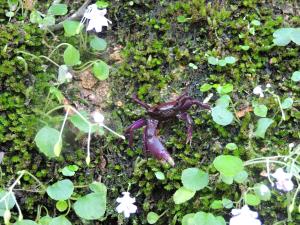 India | Purple tree crab | Vinayaka SG | Ghatiana atropurpurea - Purple tree crab - Data Deficient
