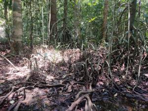 India | Swamp in Agumbe | Vinayaka SG | Myristica swamp -  Agumbe