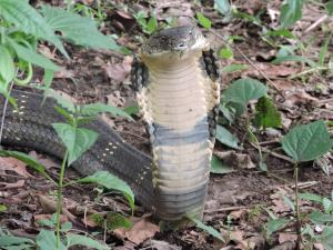 India | India | Vinayaka SG | Ophiophagus hannah - King cobra - Vulnerable