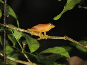 India | Yellow bush frog | Vinayaka SG | Raorchestes luteolus - Yellow bush frog - Data Deficient
