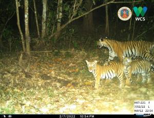 Tenasserim Transboundary Forest | Tiger | HKT-221F with her 2 cubs in Huai Kha Khaeng Wildlife Sanctuary, Thaniland#L