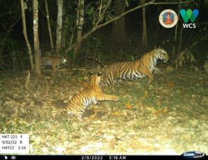 Tenasserim Transboundary Forest | Tigers | HKT-221F with her 2 cubs in Huai Kha Khaeng Wildlife Sanctuary, Thaniland#R