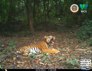 Tenasserim Transboundary Forest | Tiger | HKT-307M, Big male tiger in Huai Kha Khaeng Wildlife Sanctuary, Thaniland