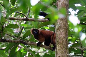 Madagascar, MaMaBay landscape | Red Ruffed Lemur in Masoala National Park | Andrew Kirkby | 12. WCS Andrew Kirkby red ruffed lemur