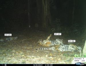 Tenasserim Transboundary Forest | Tigers | Three big cubs: HKT-305, HKT-307, and HKT-306 of HKT-252F- the mother tiger, have captured while relaxing in the eastern part of the Huai Kha Khaeng Wildlife Sanctuary in the 2021-2022 camera trapping season
