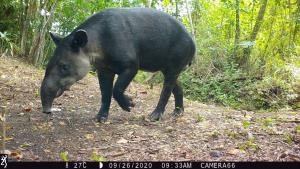 Guatemala/Selva Maya | Tapirus bairdii | Rony García/WCS | 6c91415b-69b5-4829-b6da-8355a6bdc513