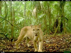 Guatemala/Selva Maya | Puma concolor | Rony García/WCS | dffbac02-c69e-4616-912d-036d9e33382e