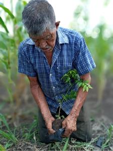 Guatemala/Selva Maya | Pedro Rivera (83 years old) planting a tree in a restoration area | César Paz/WCS | Cruce a La Colorada